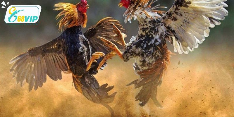 Quy trình huấn luyện thành chiến kê hùng mạnh