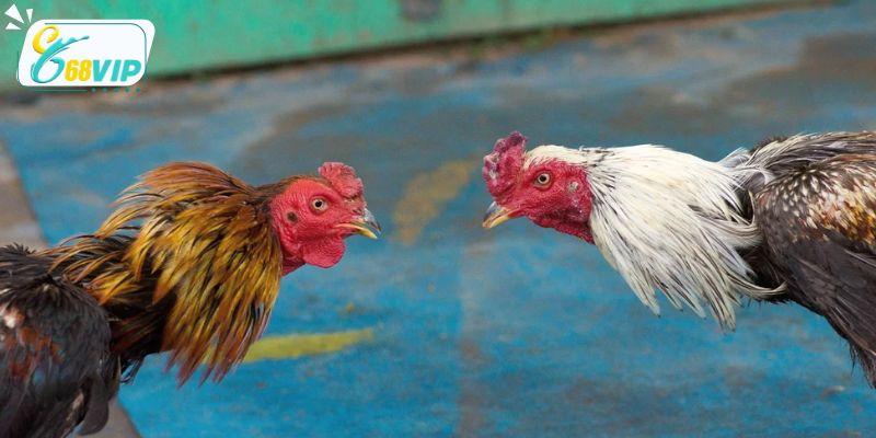 Thông tin thú vị về đá gà cựa dao tại nhà cái 68VIP