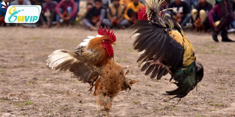 Yếu tố khiến đá gà cựa sắt được yêu thích