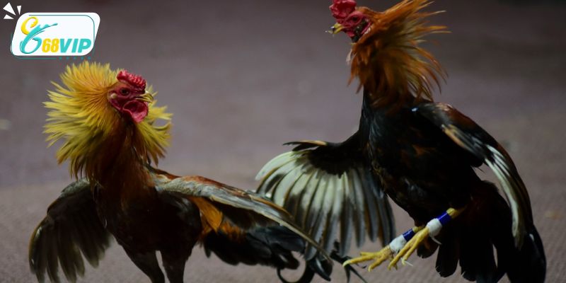 Nguồn gốc đá gà nòi và các đặc điểm nhận diện