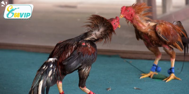 Tham khảo kinh nghiệm cá cược từ sư kê lâu năm